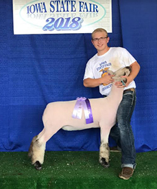Titus Club Lambs Winners