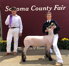 Titus Club Lambs Winners