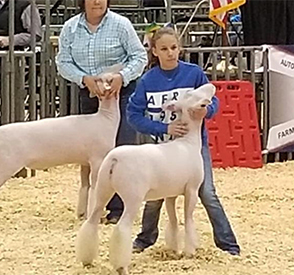 Titus Club Lambs Winners
