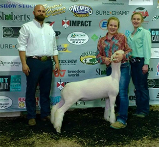 titus Club Lambs Winners