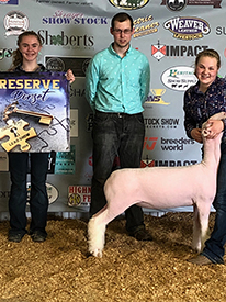Titus Club Lambs Winners